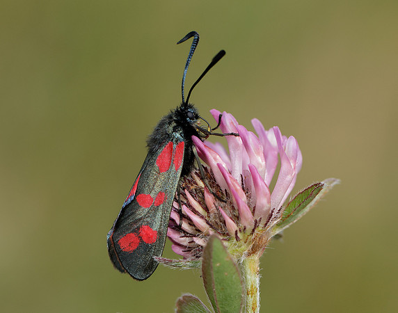 54.008 BF169 Six-Spot Burnet Zygaena filipendulae