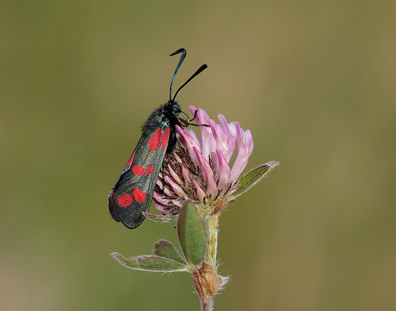 54.008 BF169 Six-Spot Burnet Zygaena filipendulae