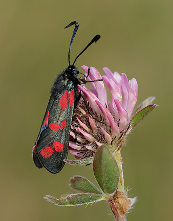 54.008 BF169 Six-Spot Burnet Zygaena filipendulae