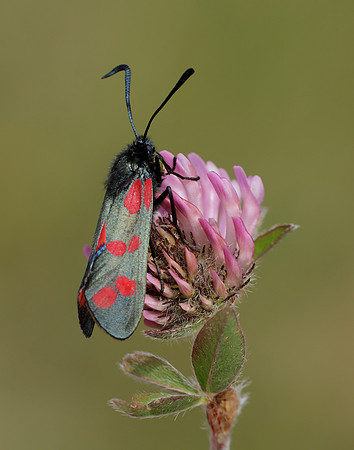 54.008 BF169 Six-Spot Burnet Zygaena filipendulae