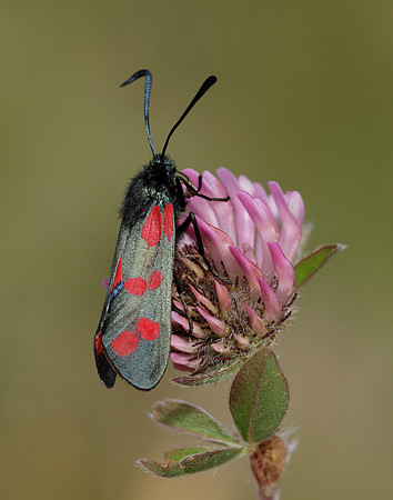 54.008 BF169 Six-Spot Burnet Zygaena filipendulae