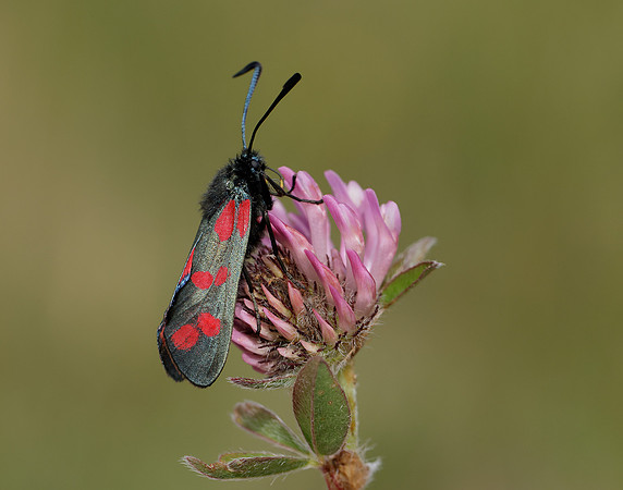 54.008 BF169 Six-Spot Burnet Zygaena filipendulae