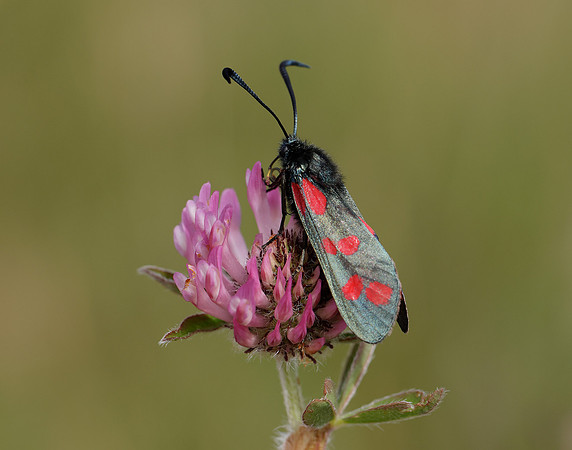 54.008 BF169 Six-Spot Burnet Zygaena filipendulae