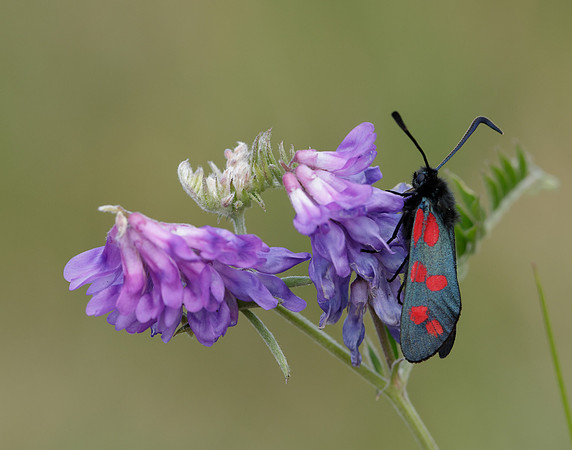54.008 BF169 Six-Spot Burnet Zygaena filipendulae