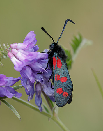 54.008 BF169 Six-Spot Burnet Zygaena filipendulae
