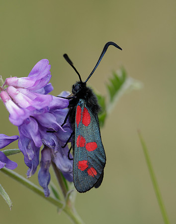 54.008 BF169 Six-Spot Burnet Zygaena filipendulae