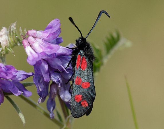 54.008 BF169 Six-Spot Burnet Zygaena filipendulae
