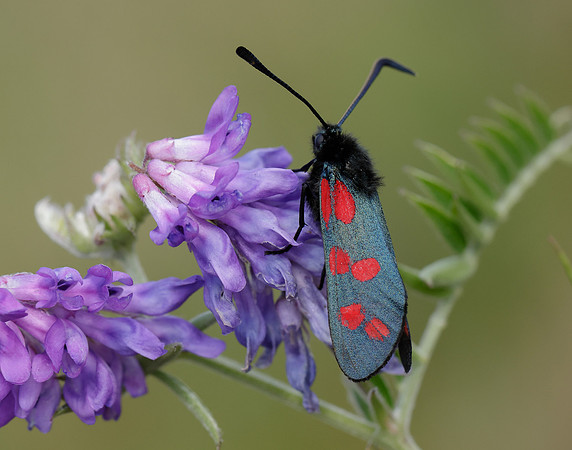 54.008 BF169 Six-Spot Burnet Zygaena filipendulae