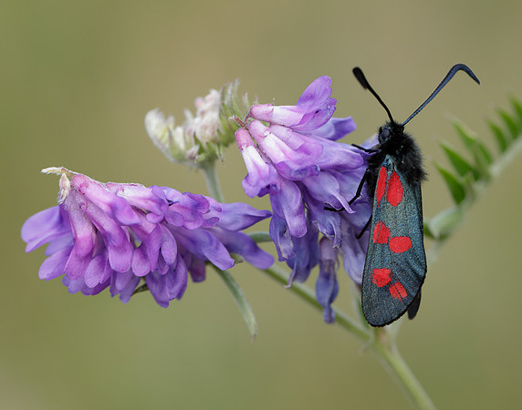 54.008 BF169 Six-Spot Burnet Zygaena filipendulae