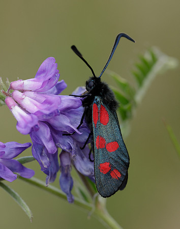 54.008 BF169 Six-Spot Burnet Zygaena filipendulae