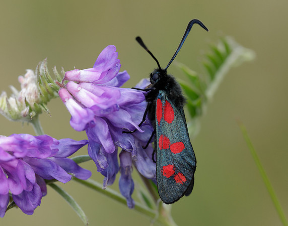 54.008 BF169 Six-Spot Burnet Zygaena filipendulae