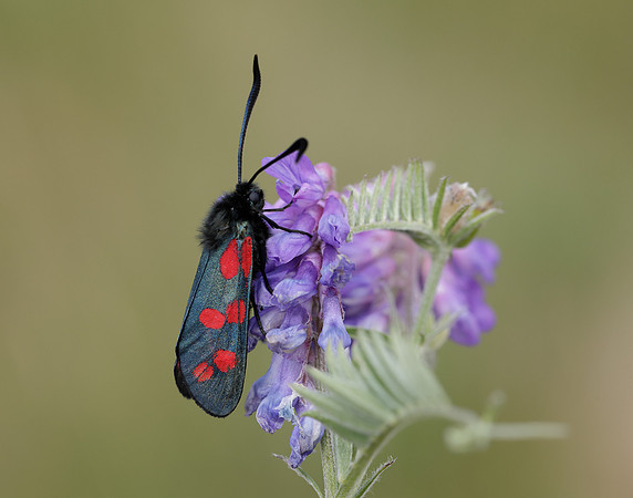 54.008 BF169 Six-Spot Burnet Zygaena filipendulae