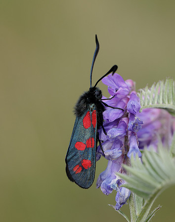 54.008 BF169 Six-Spot Burnet Zygaena filipendulae