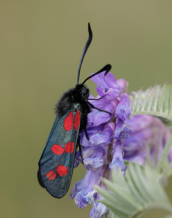 54.008 BF169 Six-Spot Burnet Zygaena filipendulae