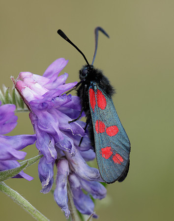 54.008 BF169 Six-Spot Burnet Zygaena filipendulae