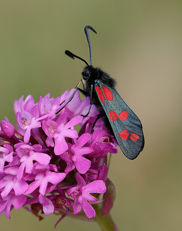 54.008 BF169 Six-Spot Burnet Zygaena filipendulae
