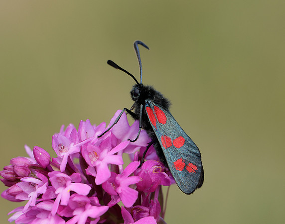 54.008 BF169 Six-Spot Burnet Zygaena filipendulae