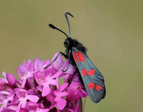54.008 BF169 Six-Spot Burnet Zygaena filipendulae