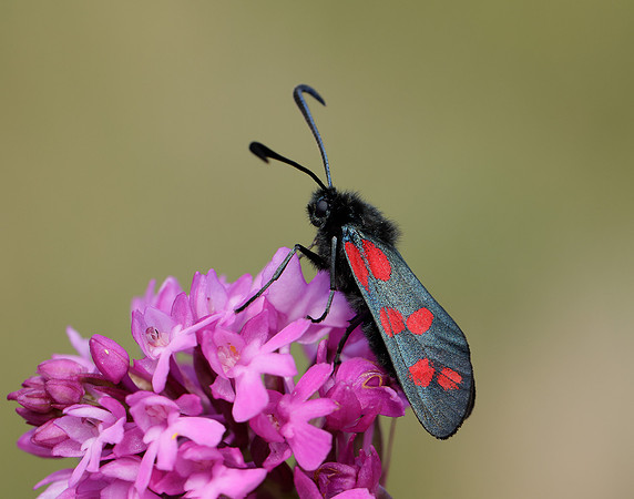 54.008 BF169 Six-Spot Burnet Zygaena filipendulae