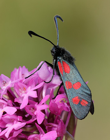 54.008 BF169 Six-Spot Burnet Zygaena filipendulae