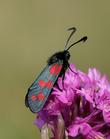 54.008 BF169 Six-Spot Burnet Zygaena filipendulae