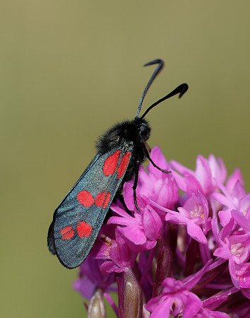 54.008 BF169 Six-Spot Burnet Zygaena filipendulae