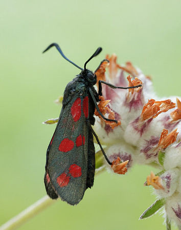 54.008 BF169 Six-Spot Burnet Zygaena filipendulae