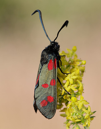 54.008 BF169 Six-Spot Burnet Zygaena filipendulae
