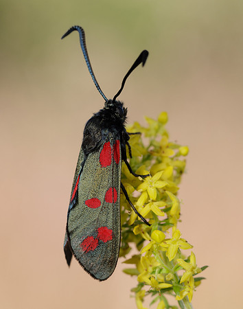 54.008 BF169 Six-Spot Burnet Zygaena filipendulae