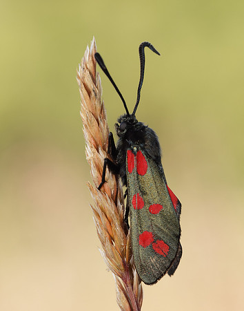 54.008 BF169 Six-Spot Burnet Zygaena filipendulae