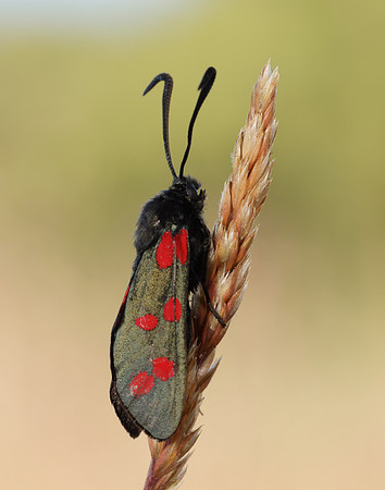 54.008 BF169 Six-Spot Burnet Zygaena filipendulae