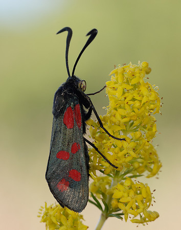54.008 BF169 Six-Spot Burnet Zygaena filipendulae