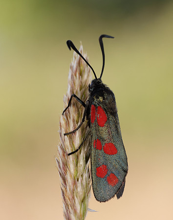 54.008 BF169 Six-Spot Burnet Zygaena filipendulae