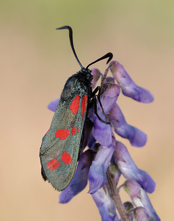 54.008 BF169 Six-Spot Burnet Zygaena filipendulae