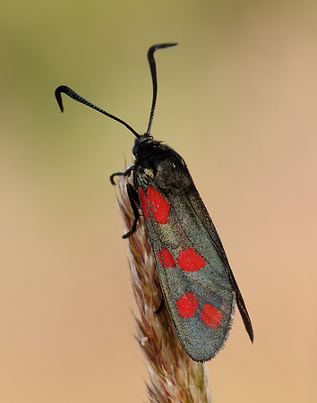 54.008 BF169 Six-Spot Burnet Zygaena filipendulae