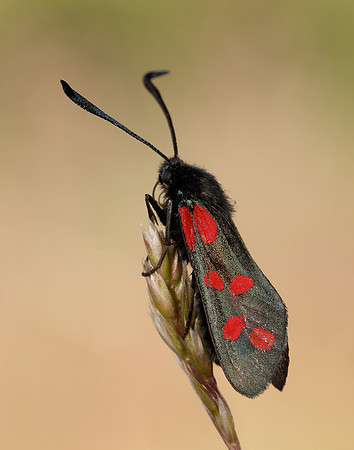 54.008 BF169 Six-Spot Burnet Zygaena filipendulae