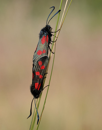 54.008 BF169 Six-Spot Burnet Zygaena filipendulae