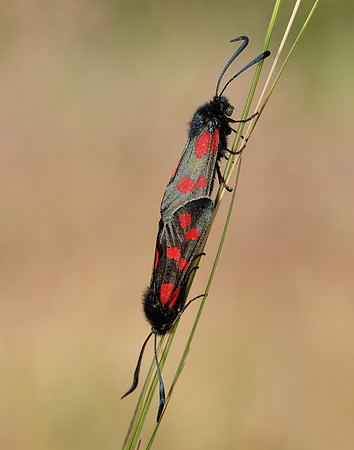 54.008 BF169 Six-Spot Burnet Zygaena filipendulae