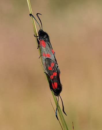 54.008 BF169 Six-Spot Burnet Zygaena filipendulae