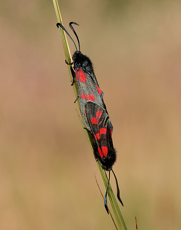 54.008 BF169 Six-Spot Burnet Zygaena filipendulae