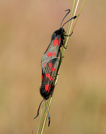 54.008 BF169 Six-Spot Burnet Zygaena filipendulae