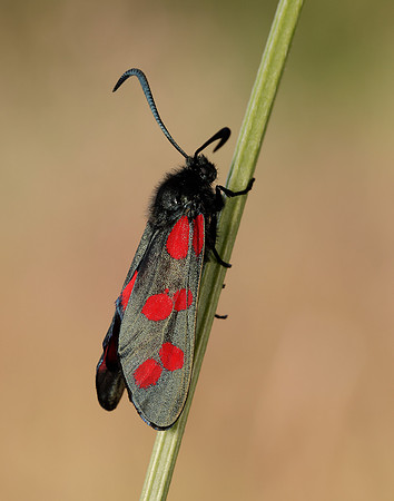 54.008 BF169 Six-Spot Burnet Zygaena filipendulae