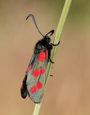 54.008 BF169 Six-Spot Burnet Zygaena filipendulae