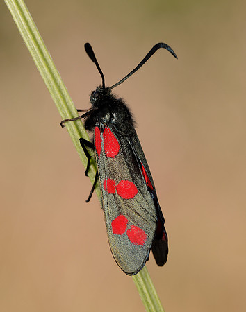 54.008 BF169 Six-Spot Burnet Zygaena filipendulae