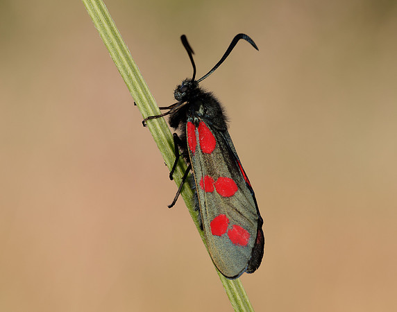 54.008 BF169 Six-Spot Burnet Zygaena filipendulae