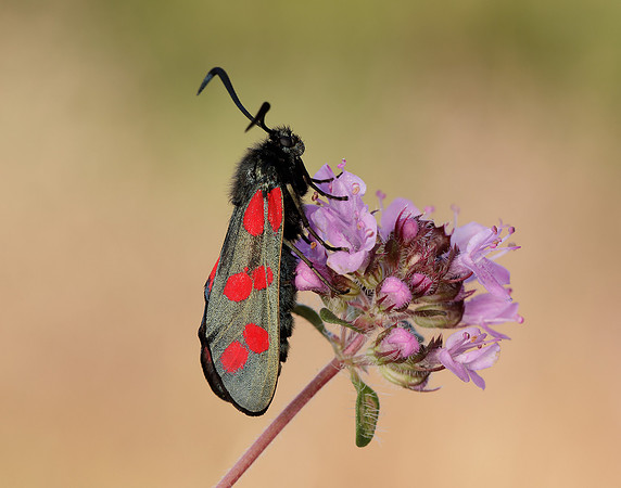 54.008 BF169 Six-Spot Burnet Zygaena filipendulae