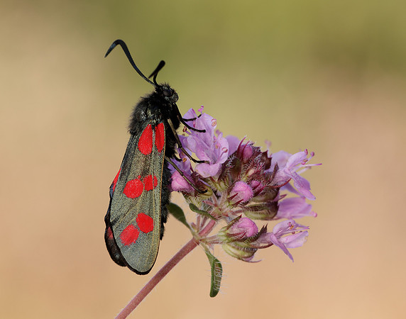 54.008 BF169 Six-Spot Burnet Zygaena filipendulae