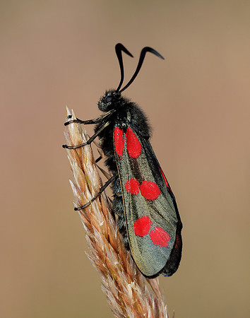 54.008 BF169 Six-Spot Burnet Zygaena filipendulae
