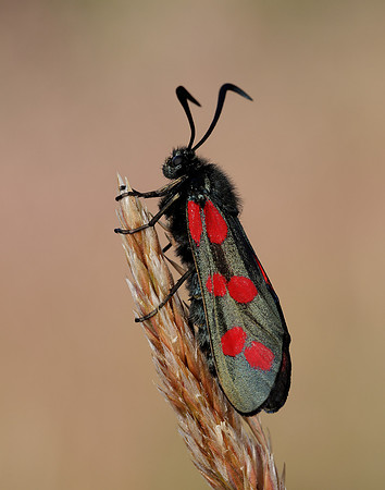 54.008 BF169 Six-Spot Burnet Zygaena filipendulae