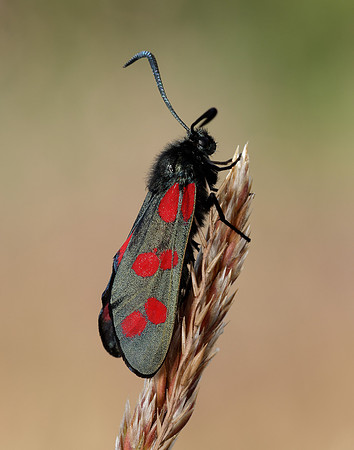 54.008 BF169 Six-Spot Burnet Zygaena filipendulae